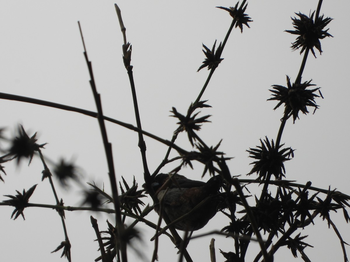 Beyaz Belli Munya - ML647766323