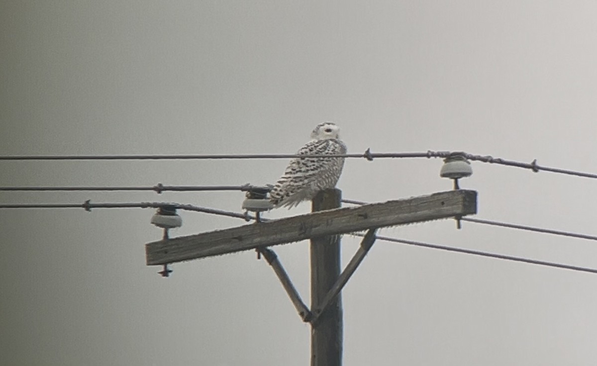 Snowy Owl - ML647766365