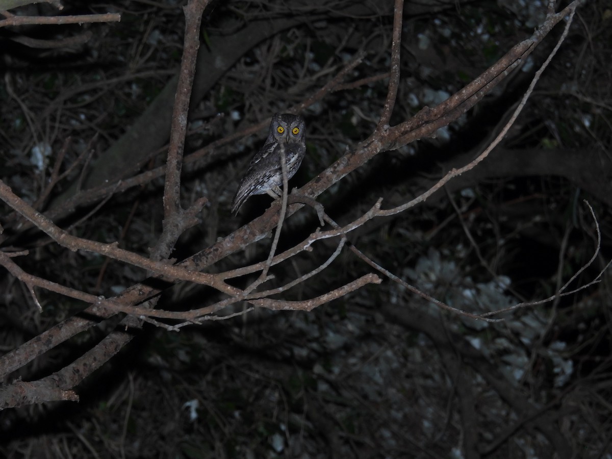 Uzakdoğu İshakkuşu - ML647766381