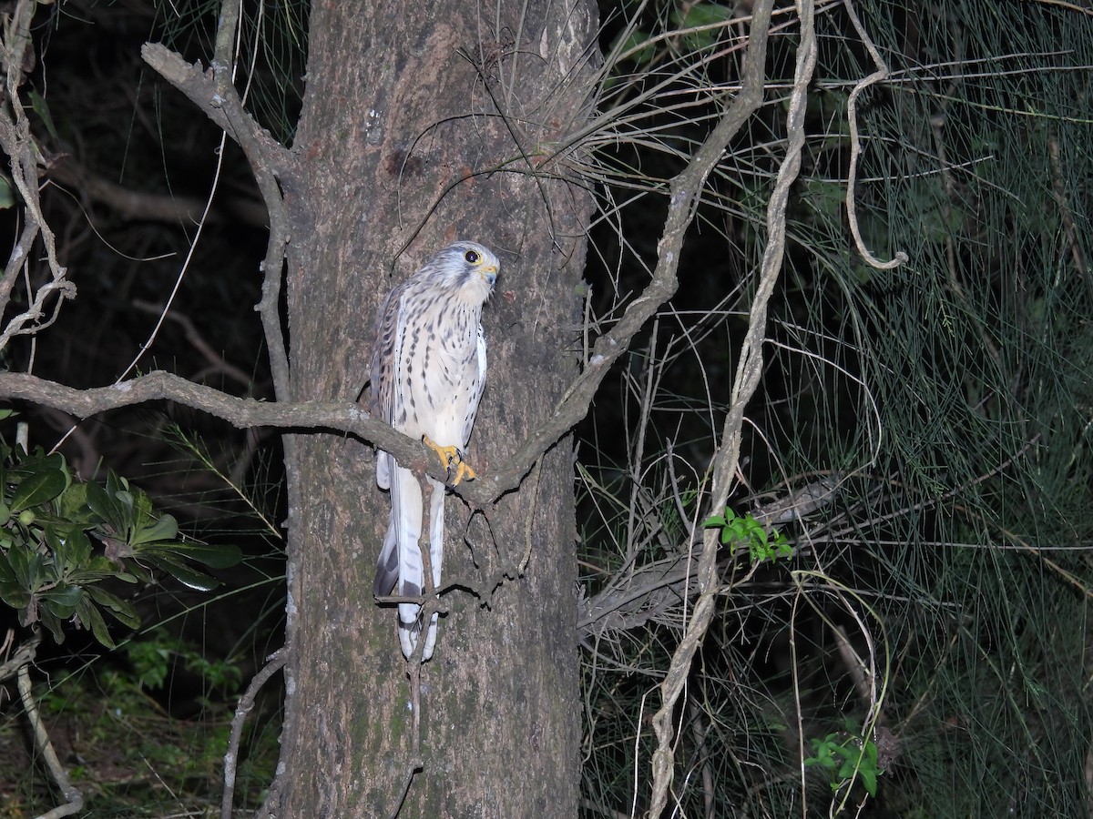 Kerkenez - ML647766389