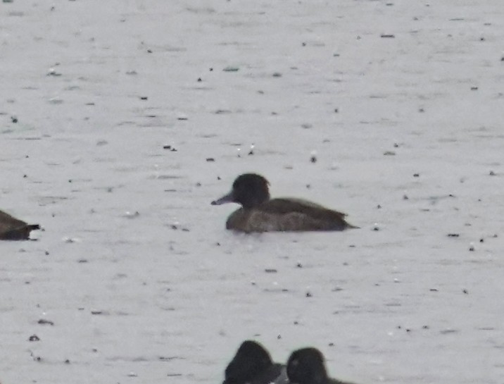 Tufted Duck - ML647766400