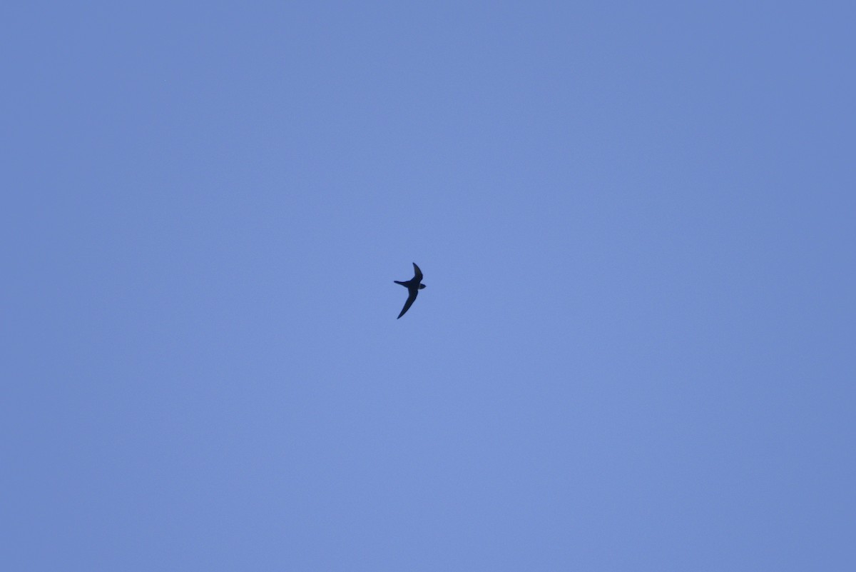 Ошейниковый стриж - ML647766431