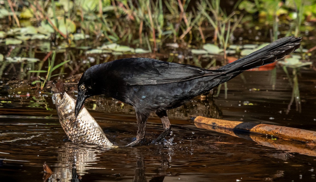 Great-tailed Grackle - ML647766453