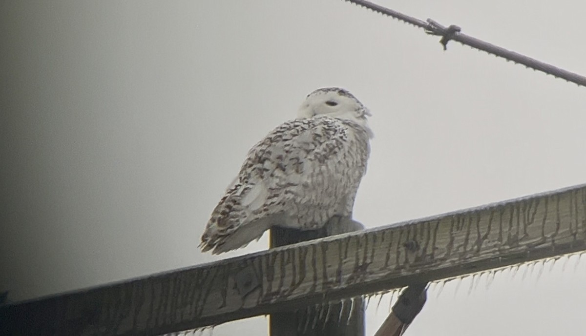 Snowy Owl - ML647766473