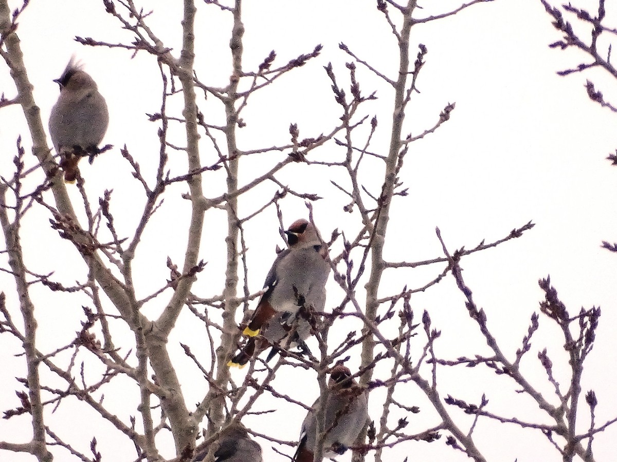Bohemian Waxwing - ML647766489