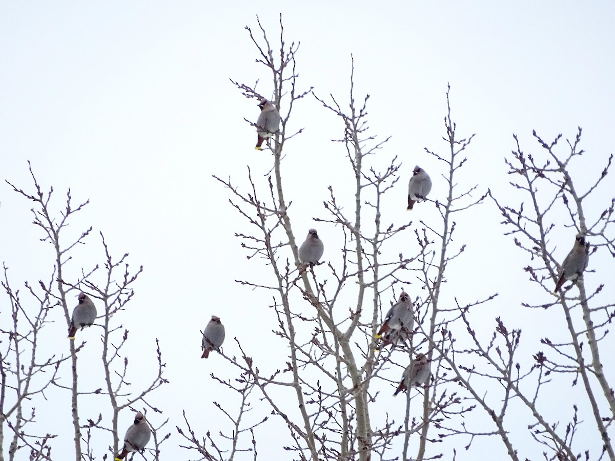 Bohemian Waxwing - ML647766490