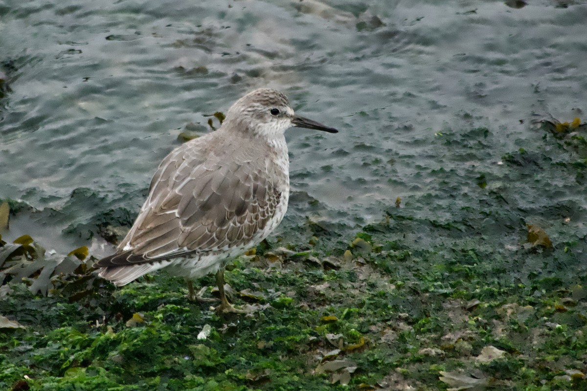 Red Knot - ML647766561
