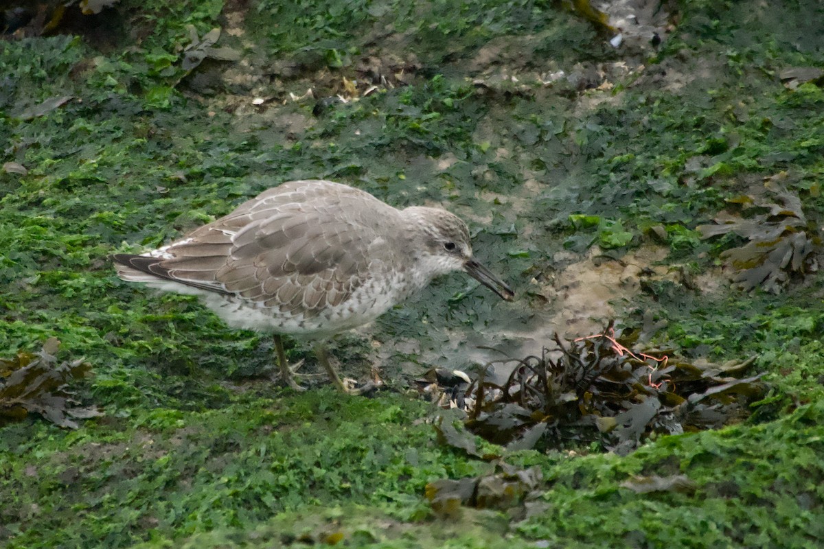 Red Knot - ML647766563