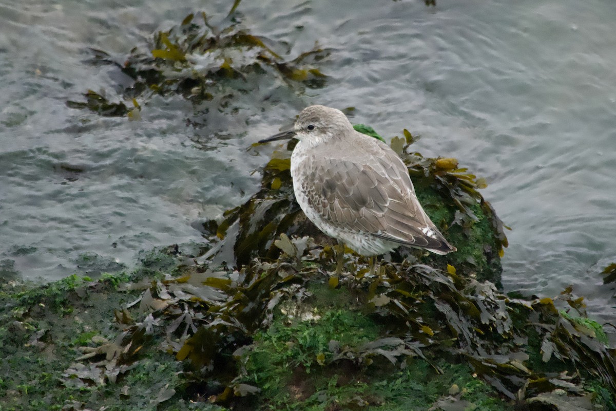 Red Knot - ML647766564