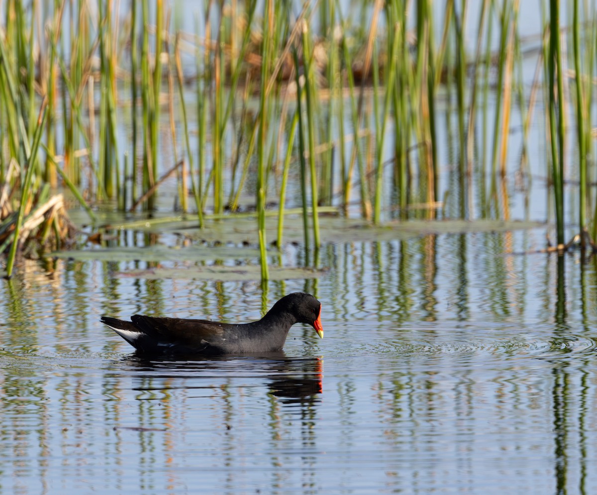 Курочка латиноамериканська - ML647766570