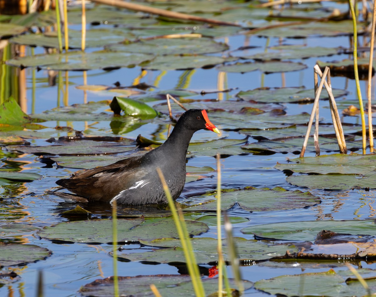 Курочка латиноамериканська - ML647766571