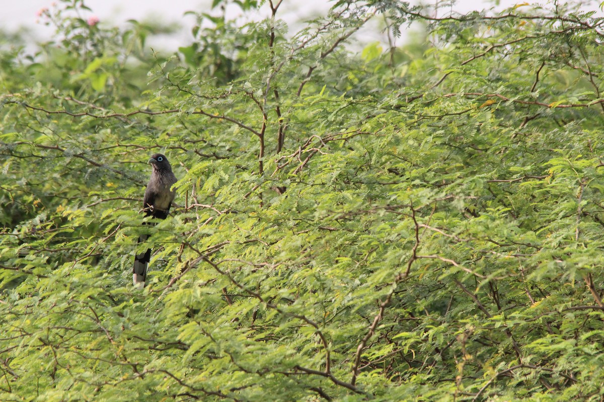 Blue-faced Malkoha - ML647766586