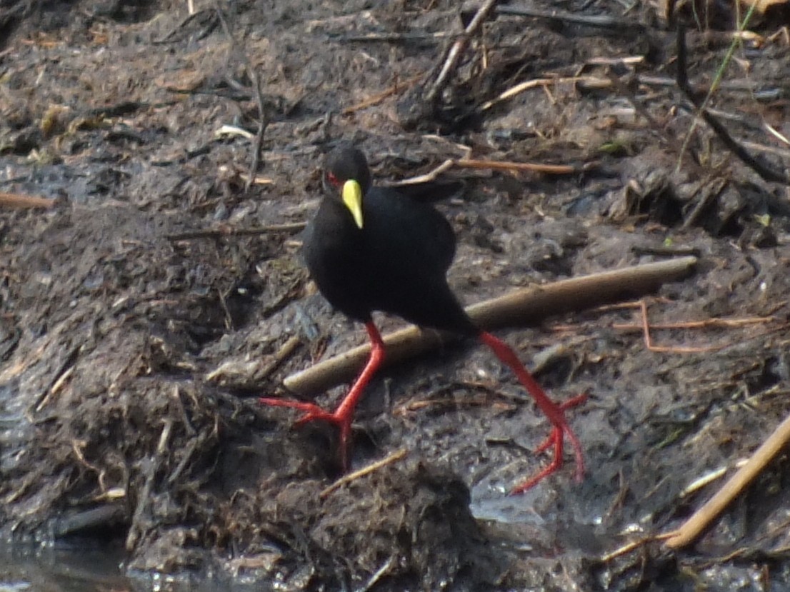 svartrikse - ML647766590