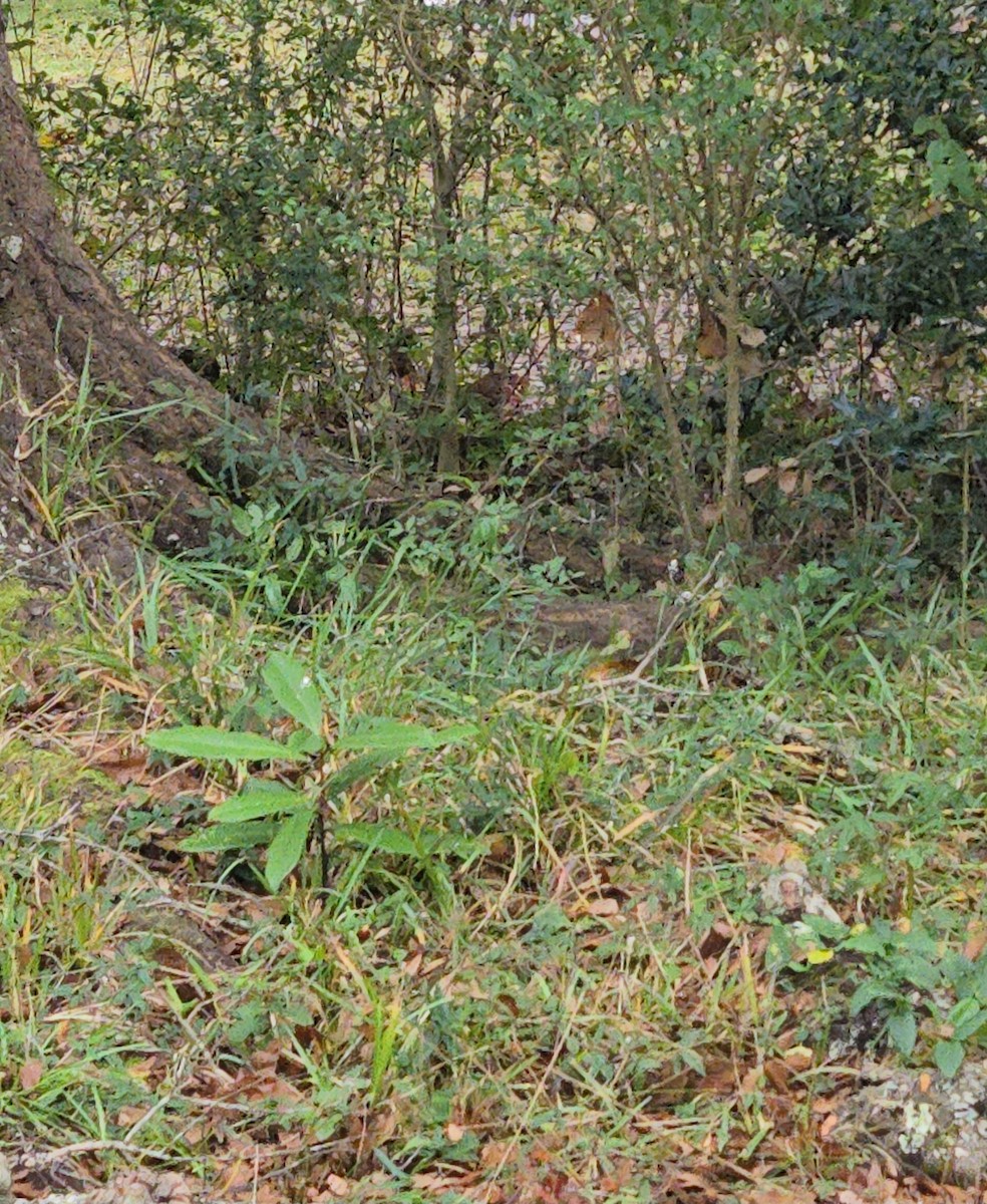 Winter Wren - ML647766618