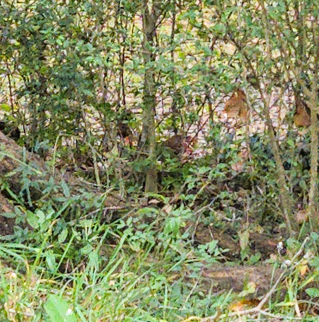 Winter Wren - ML647766619