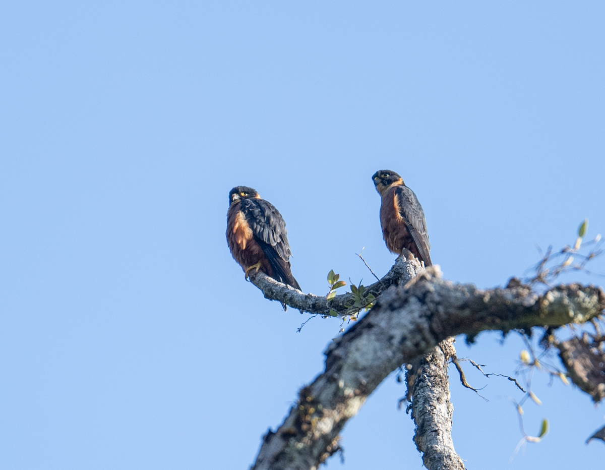 Підсоколик східний - ML647766626