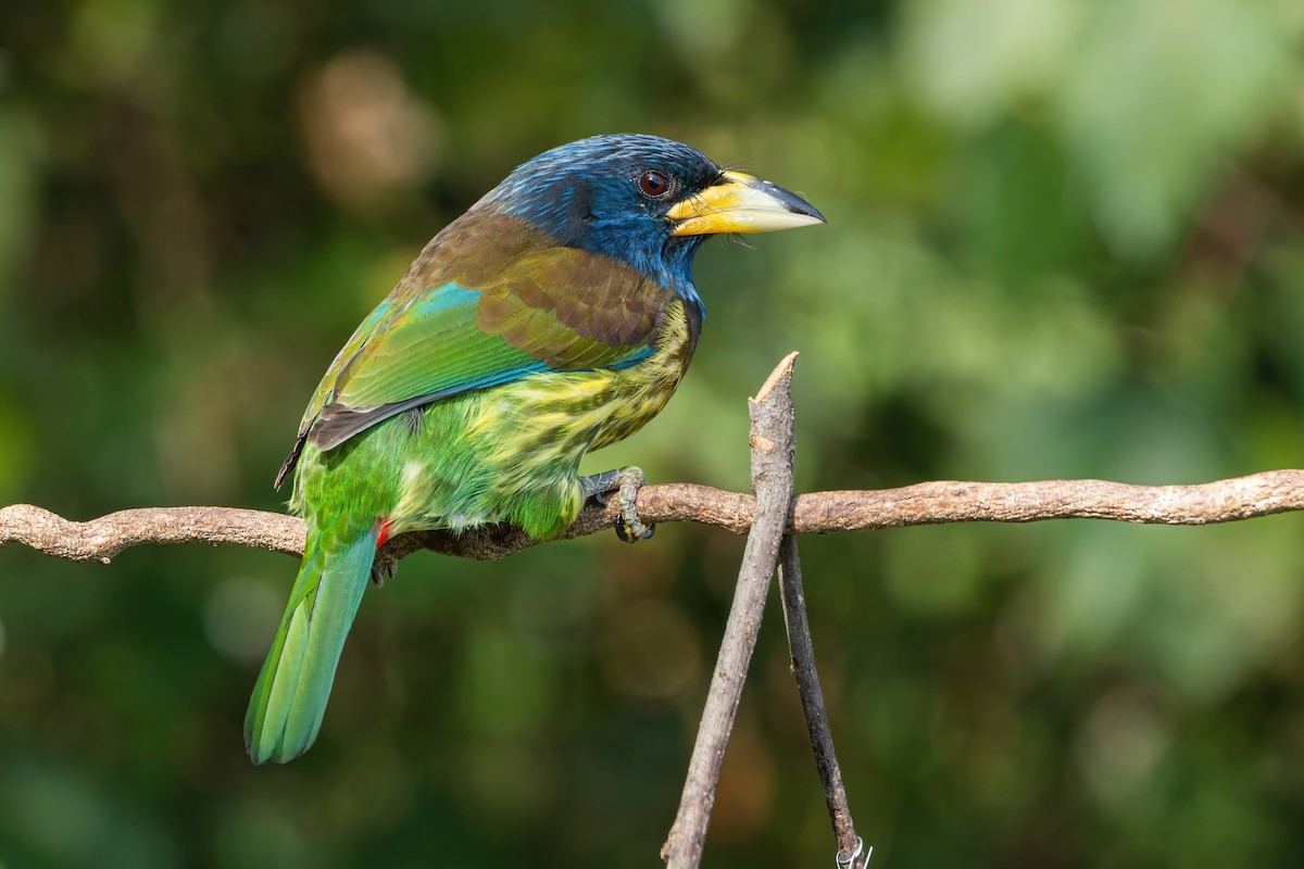 Great Barbet - ML647766644