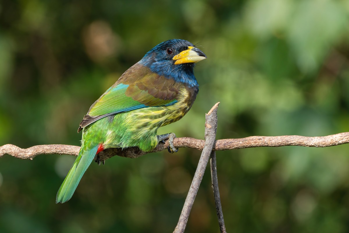 Great Barbet - ML647766646