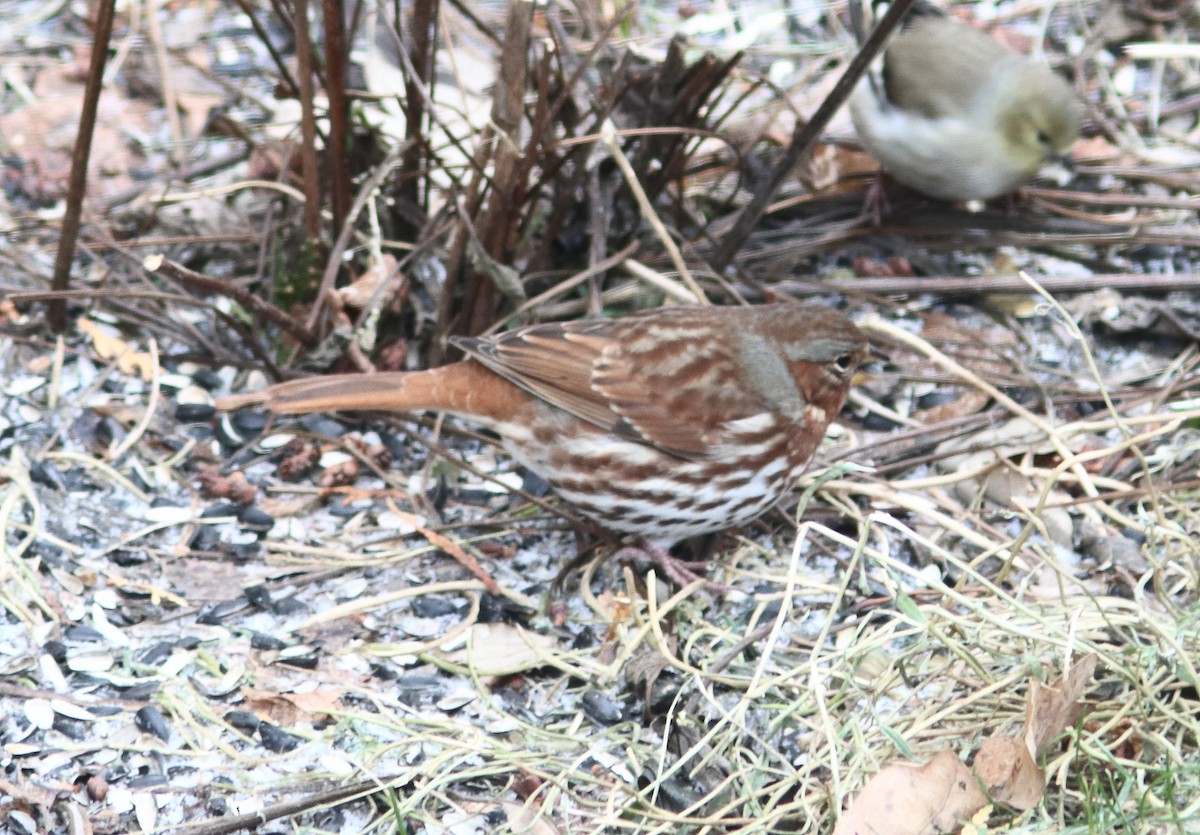 Fox Sparrow - ML647766683