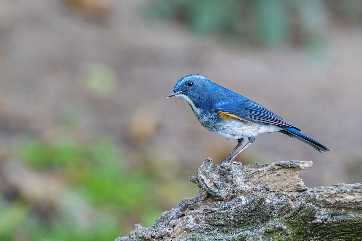 Himalayan Bluetail - ML647766684