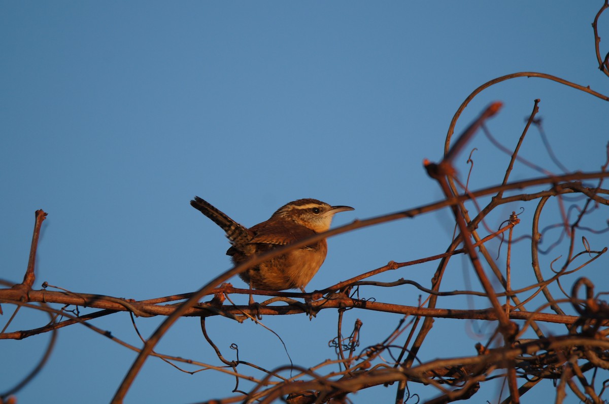 Carolina Wren - ML647766685
