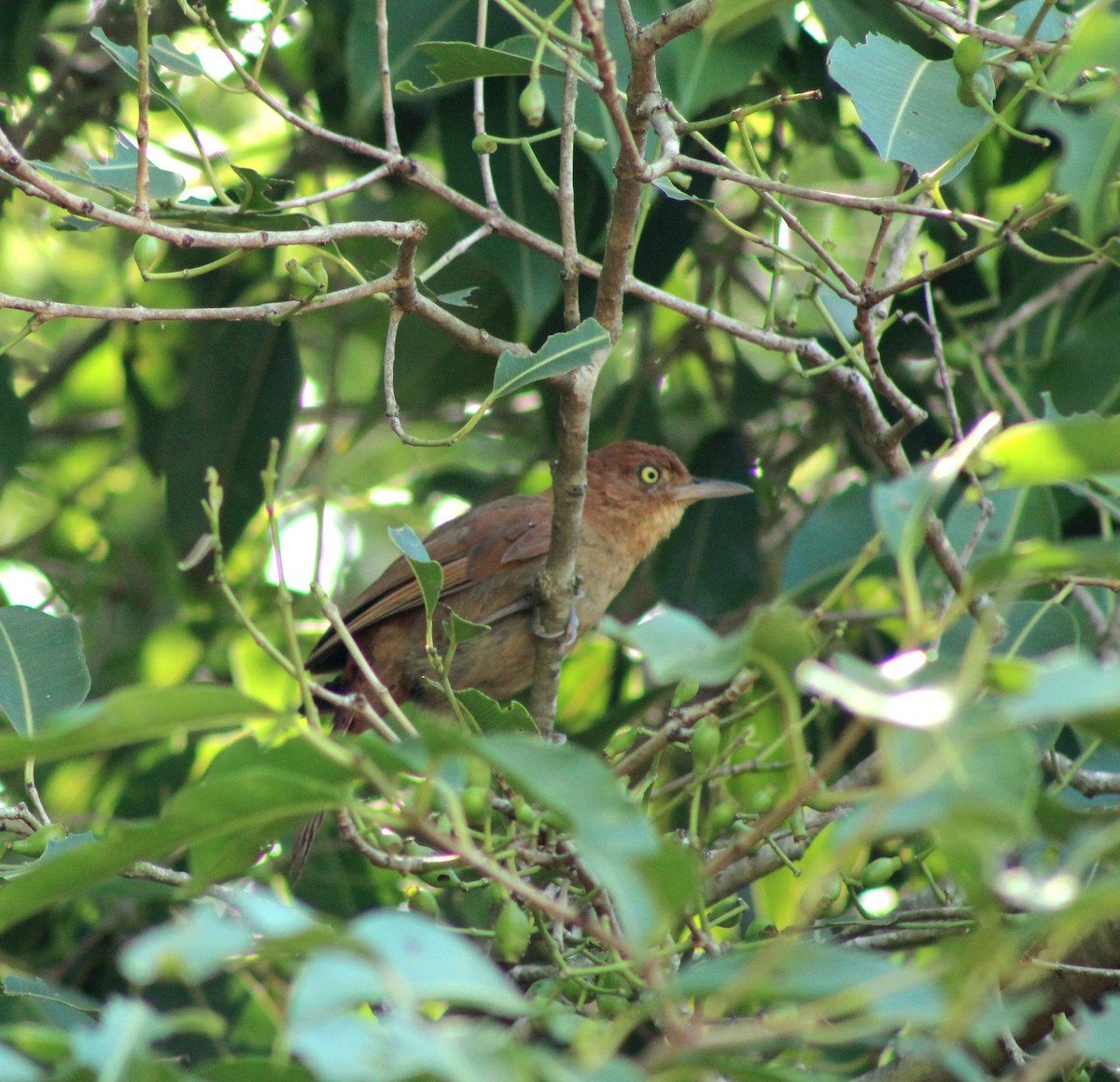 Chestnut-capped Foliage-gleaner - ML647766686