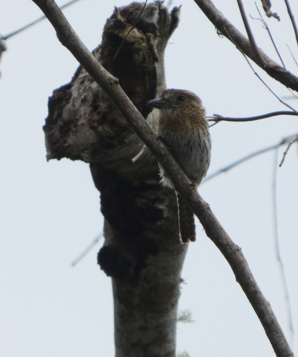 Western Striolated-Puffbird - ML647766691