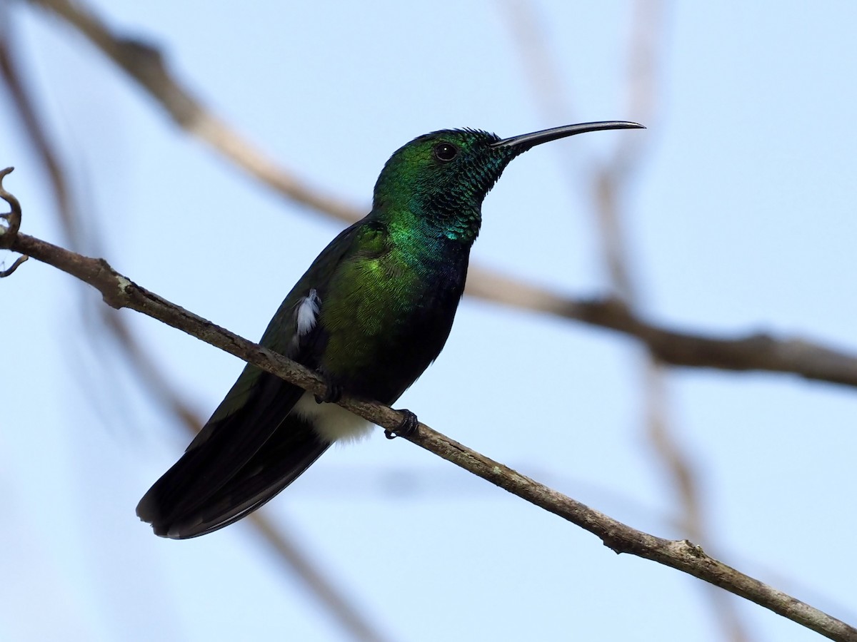 Green-throated Mango - ML647766692