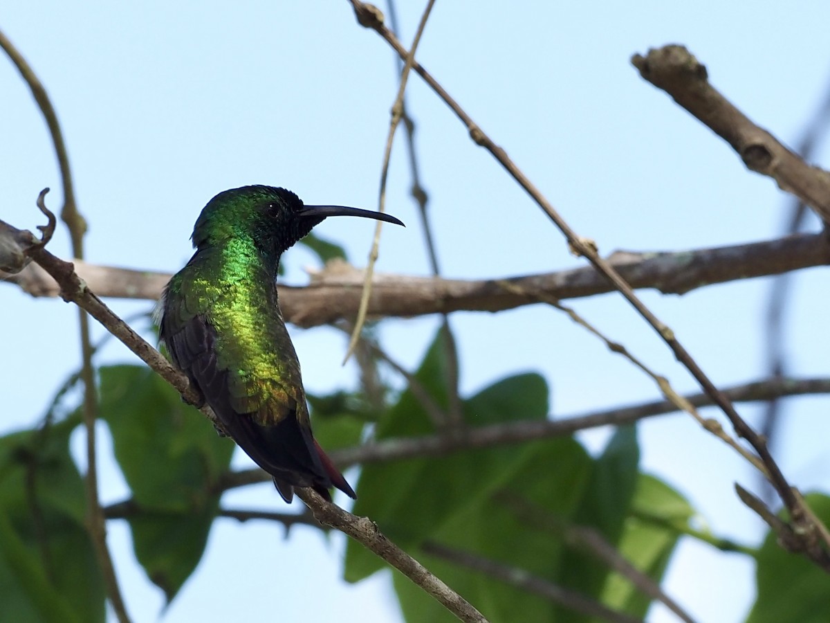 Green-throated Mango - ML647766693