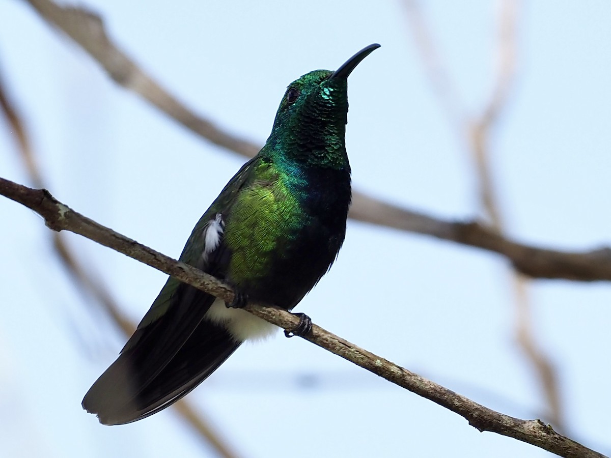 Green-throated Mango - ML647766694
