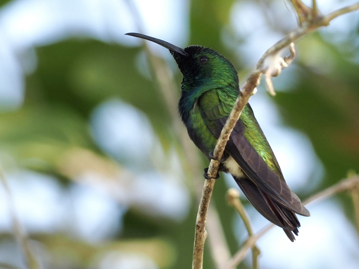 Green-throated Mango - ML647766695