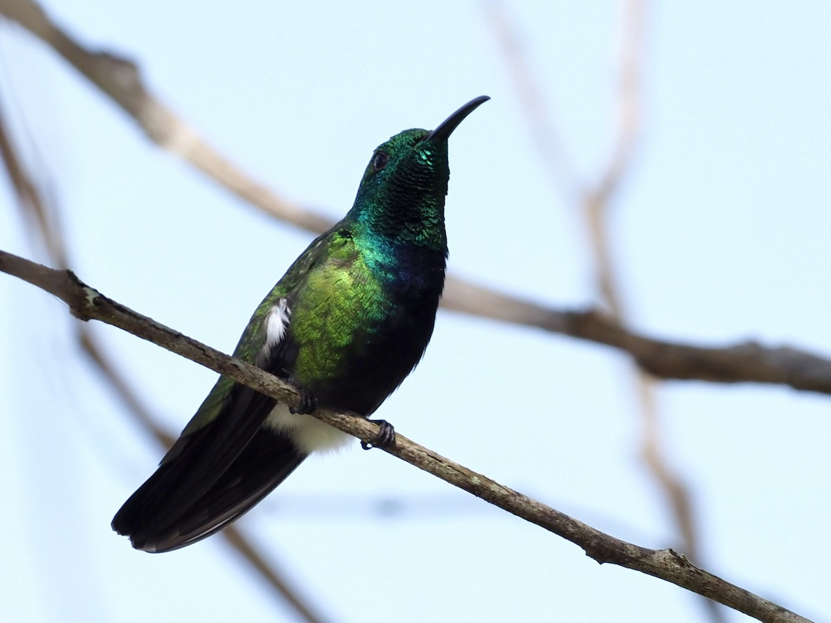 Green-throated Mango - ML647766696