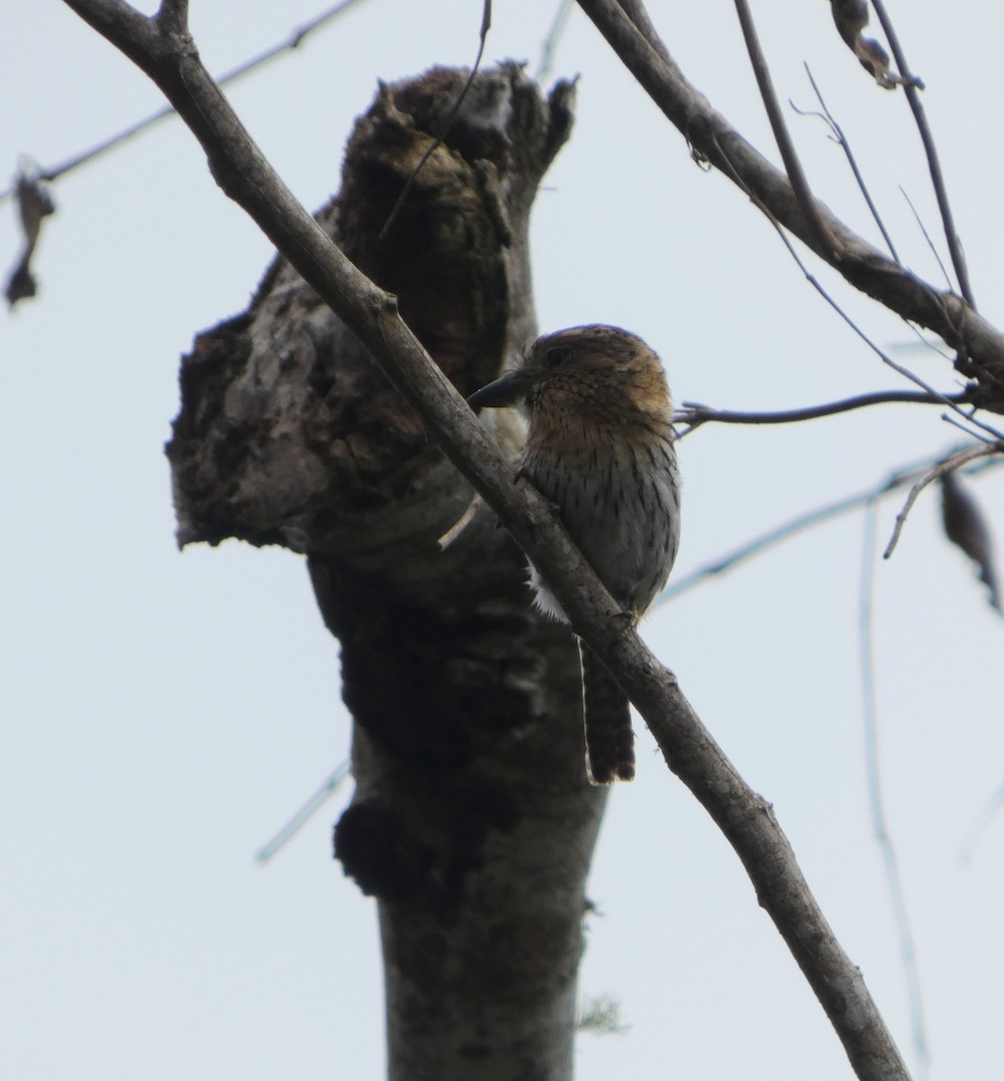 Western Striolated-Puffbird - ML647766697