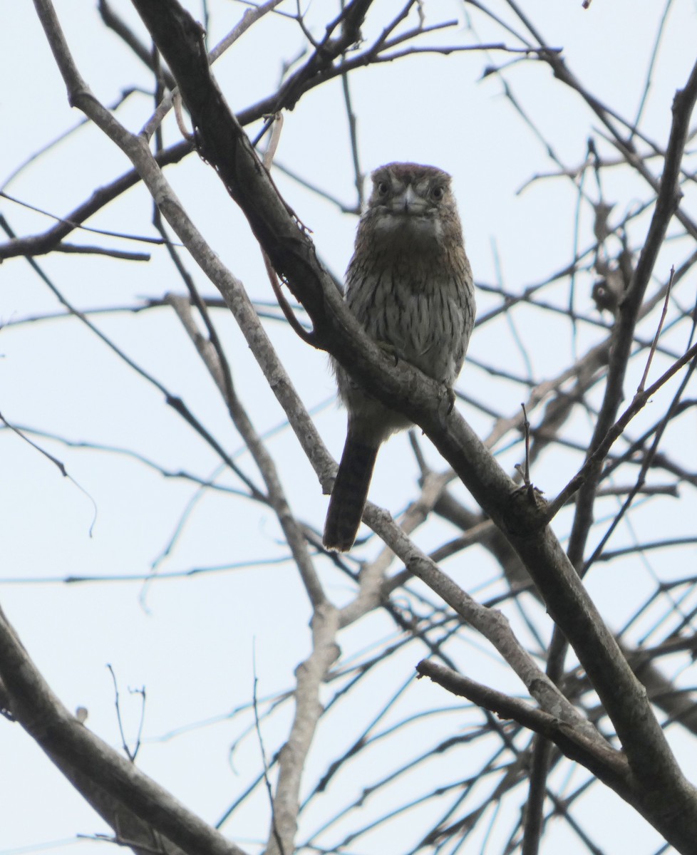 Western Striolated-Puffbird - ML647766698