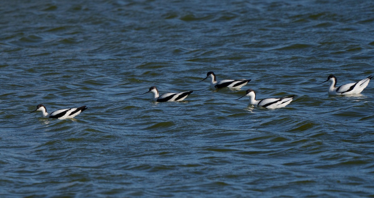 反嘴鴴 - ML647766699