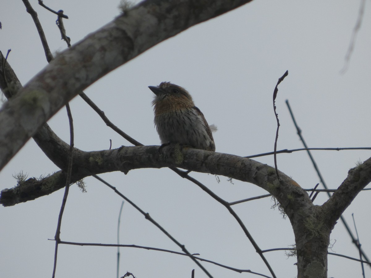 Western Striolated-Puffbird - ML647766700