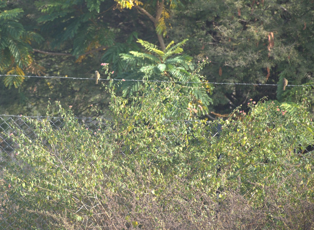 White-browed Bulbul - ML647766701