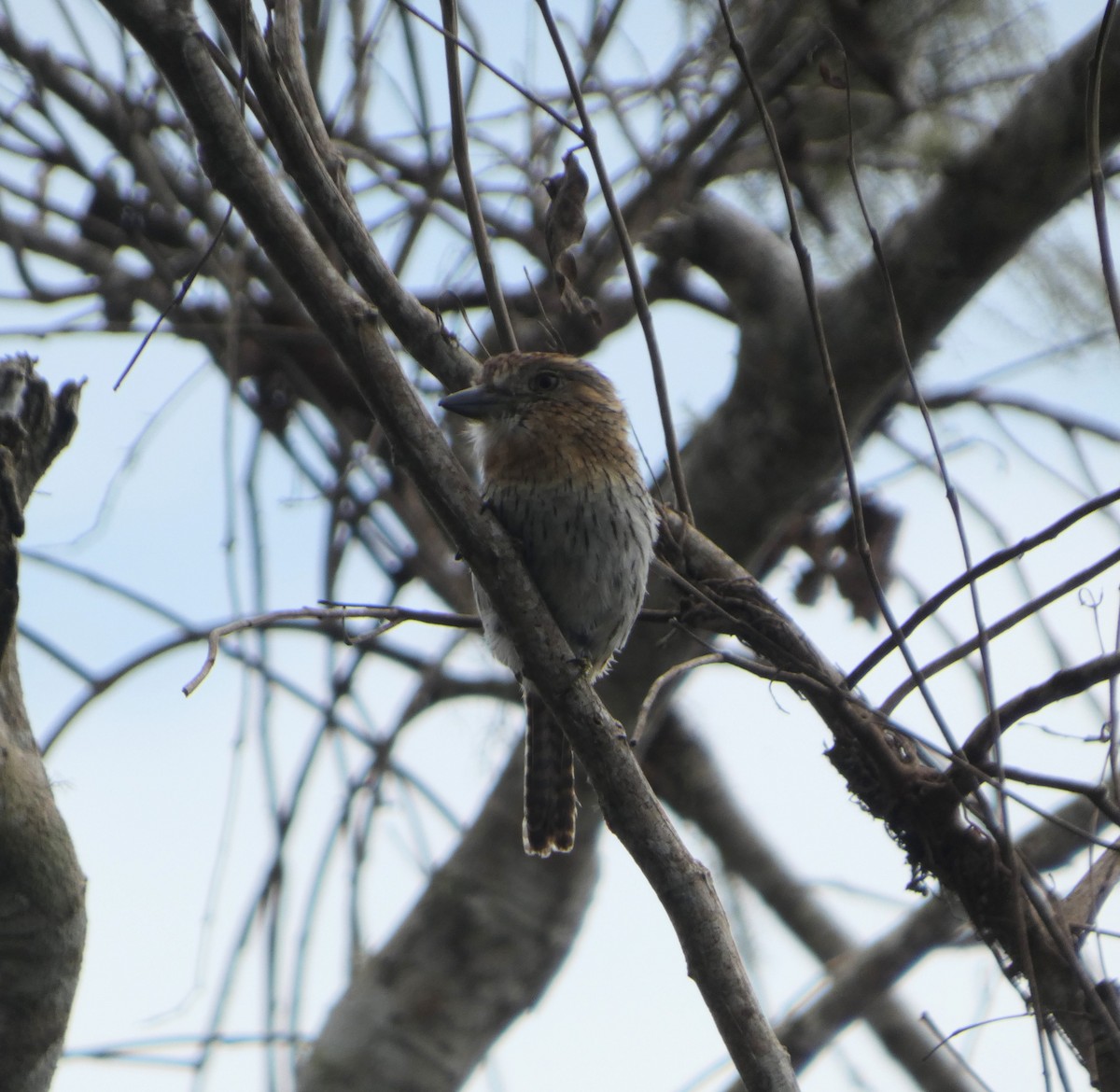 Western Striolated-Puffbird - ML647766702