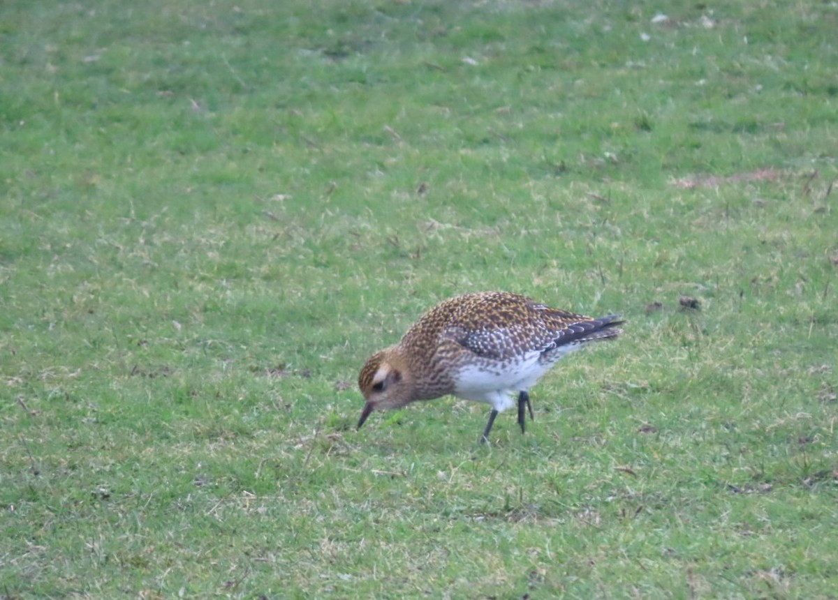 European Golden-Plover - ML647766705