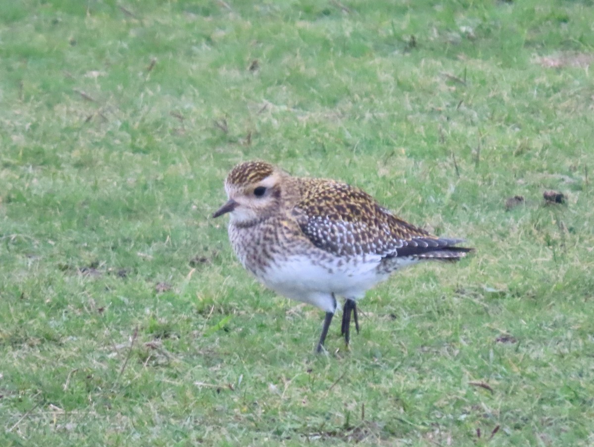 European Golden-Plover - ML647766706
