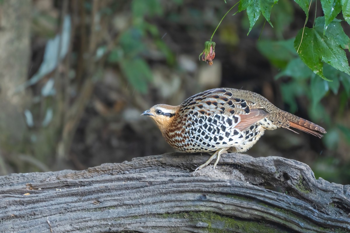 Mountain Bamboo-Partridge - ML647766707