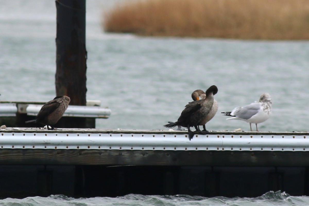 Double-crested Cormorant - ML647766708