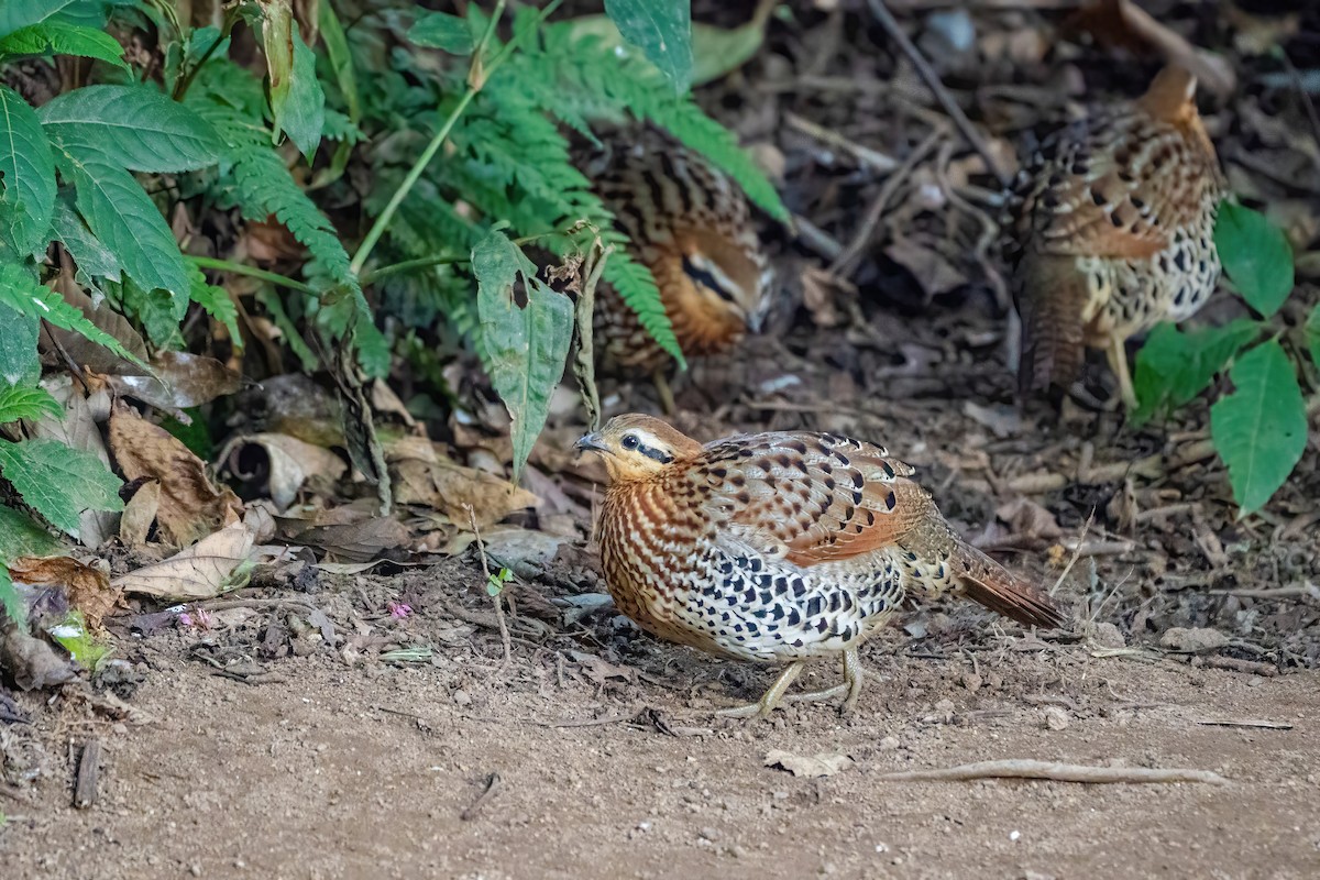 Mountain Bamboo-Partridge - ML647766709