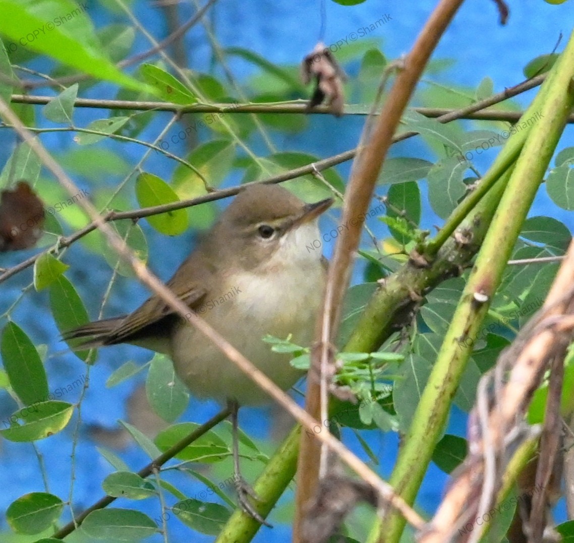 布氏葦鶯 - ML647766710