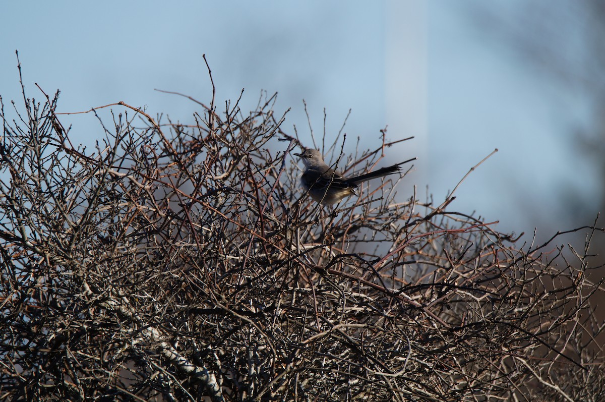 Northern Mockingbird - ML647766711