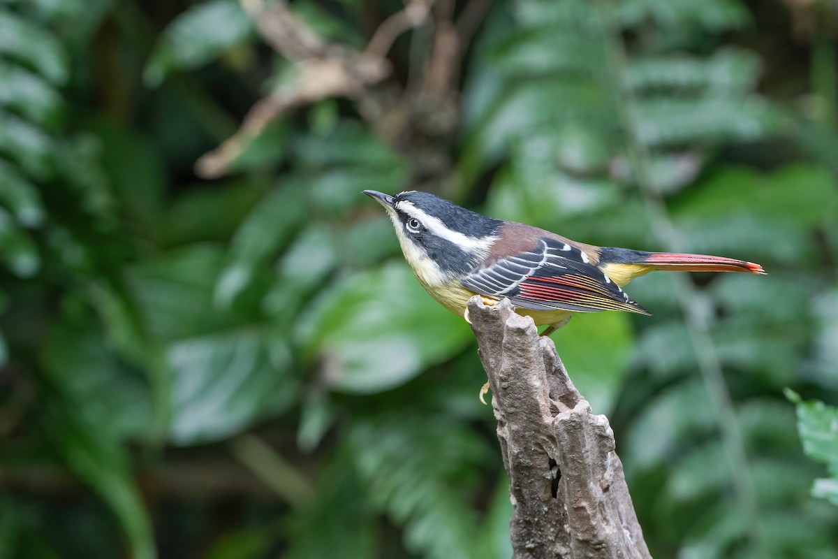 Red-tailed Minla - ML647766712