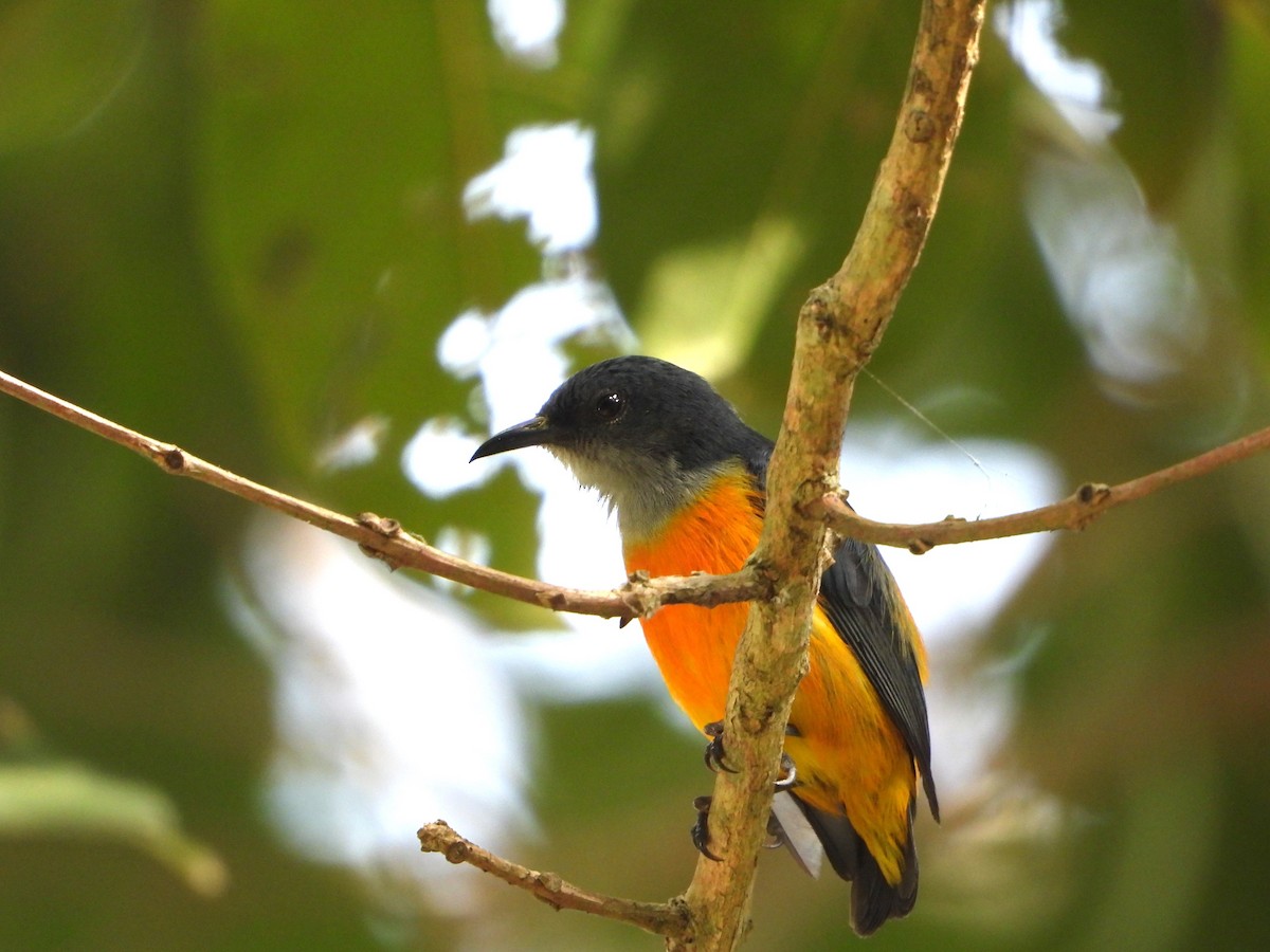 Orange-bellied Flowerpecker (Orange-bellied) - ML647766714