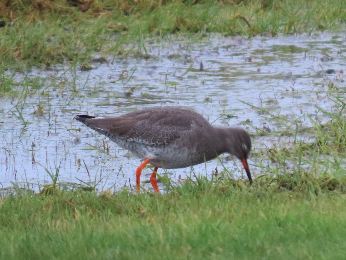 赤足鷸 - ML647766715