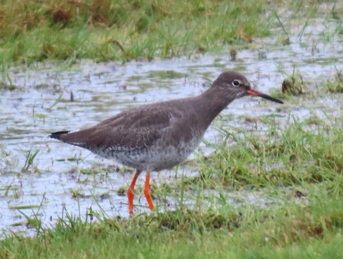 赤足鷸 - ML647766716