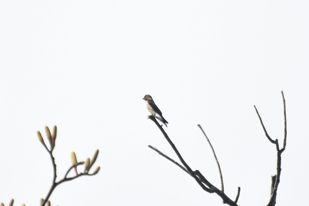 Southern Rough-winged Swallow - ML647766719